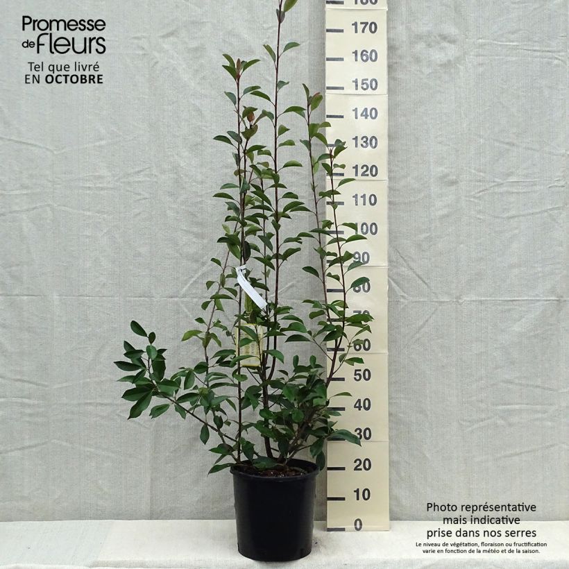 Exemplar von Rote Glanzmispel Red Robin - Photinia fraseri Topf mit 12L/15L wie im Herbst geliefert