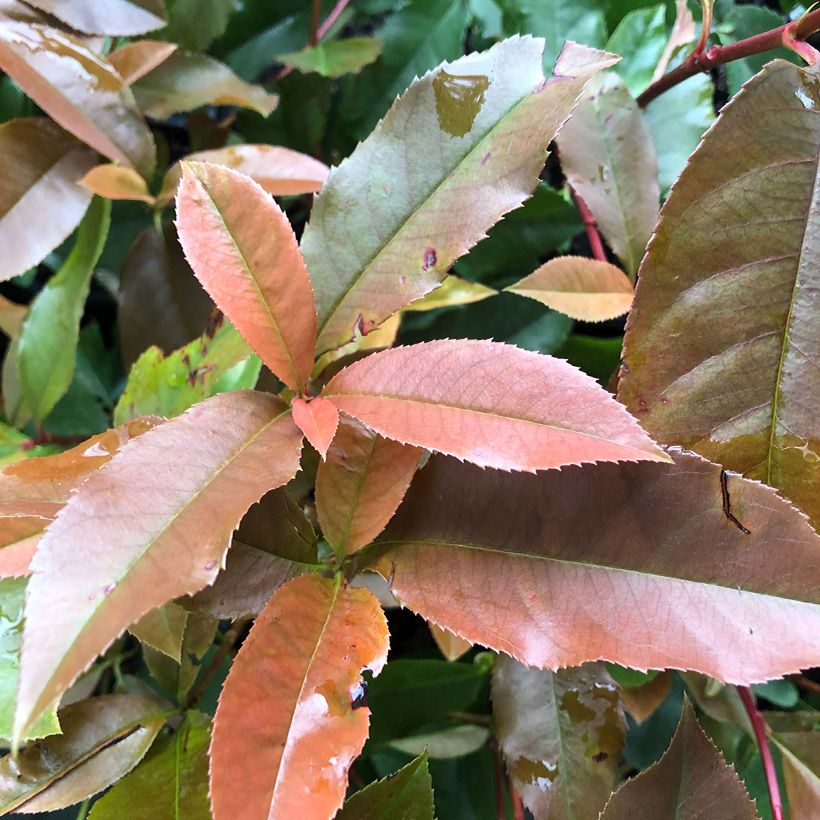 Rote Glanzmispel Red Robin Blood - Photinia fraseri (Foliage)