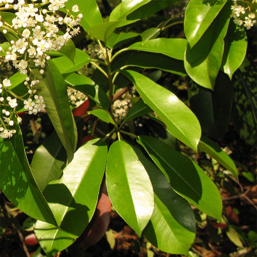 Photinia serratifolia - Sägeblättrige Glanzmispel (Foliage)