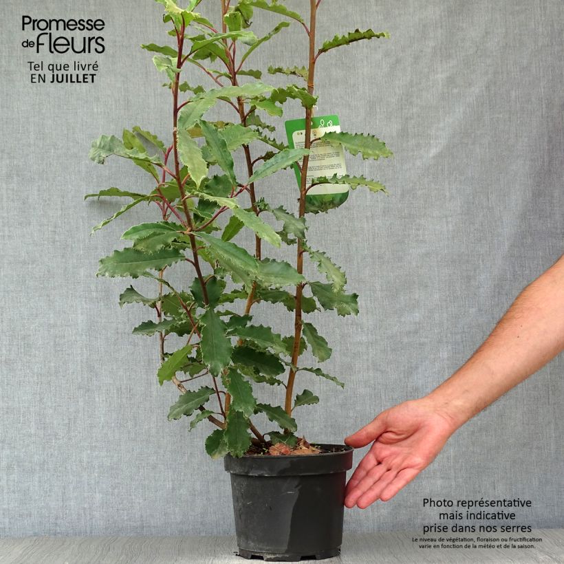 Exemplar von Photinia serratifolia Crunchy - Sägeblättrige Glanzmispel Topf mit 2L/3L wie im Sommer geliefert