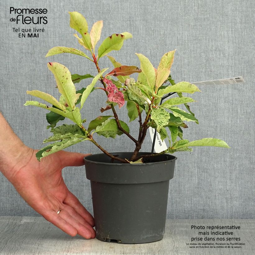 Exemplar von Photinia serratifolia Pink Crispy - Sägeblättrige Glanzmispel Topf mit 2L/3L wie im Frühjahr geliefert