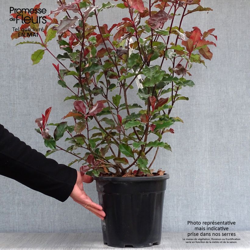 Exemplar von Rote Glanzmispel Magical Volcano - Photinia fraseri Topf mit 7,5L/10L wie im Frühjahr geliefert