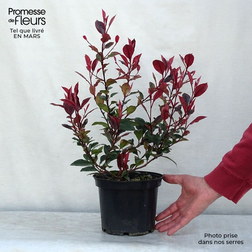 Example of Rote Glanzmispel Nana - Photinia fraseri Topf mit 2L/3L as you get in printemps