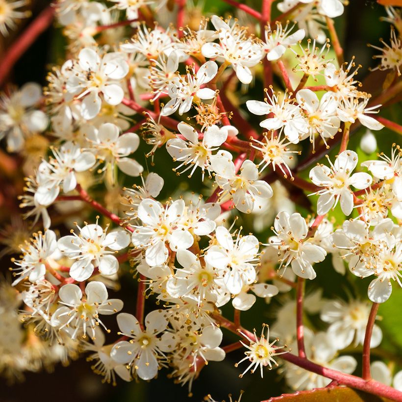 Rote Glanzmispel Nana - Photinia fraseri (Flowering)