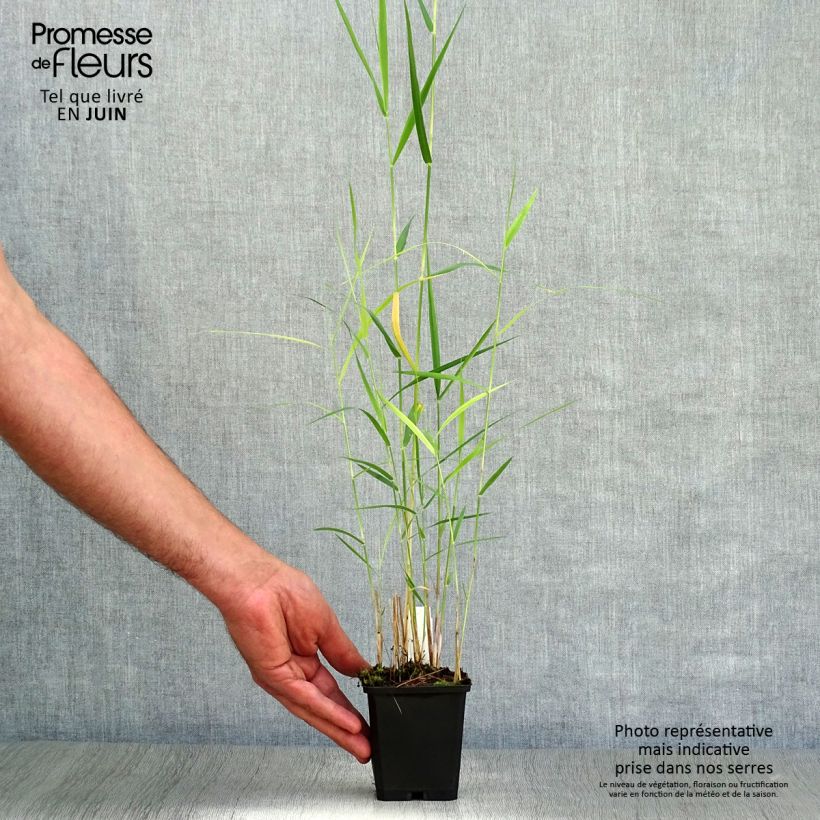 Exemplar von Phragmites australis - Schilfrohr Kleine Töpfe von 8/9 cm wie im Sommer geliefert