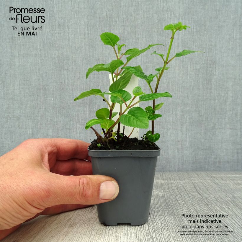 Exemplar von Kapfuchsie - Phygelius capensis Kleine Töpfe von 8/9 cm wie im Frühjahr geliefert