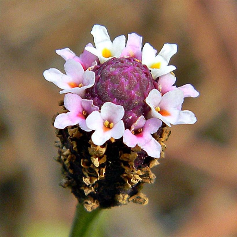 Phyla nodiflora - Teppichverbene (Flowering)