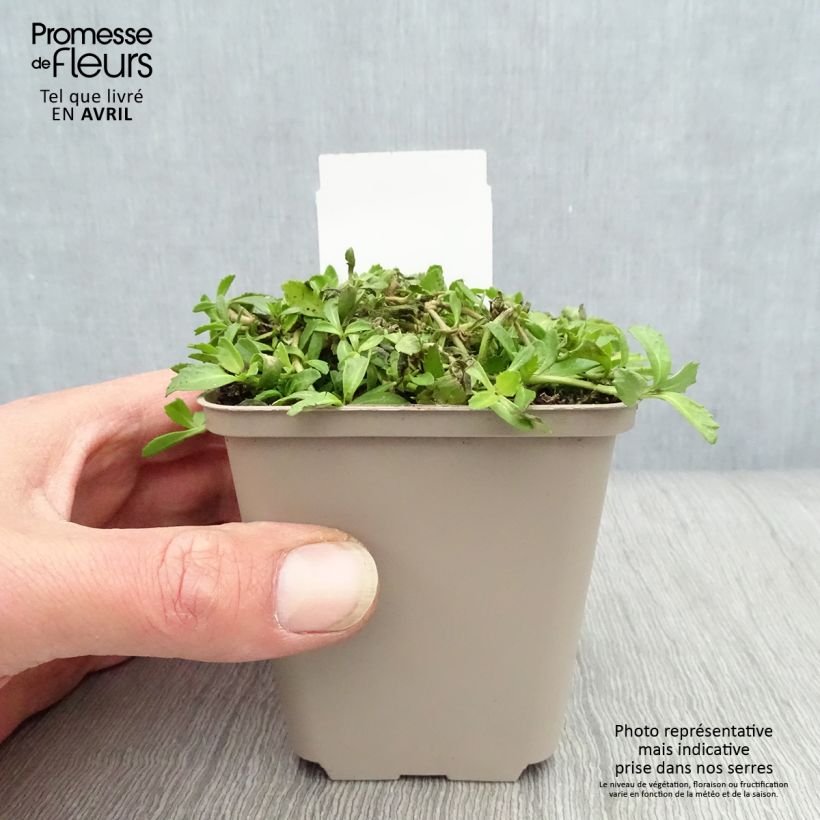 Example of Phyla nodiflora - Teppichverbene Kleine Töpfe von 8/9 cm as you get in printemps