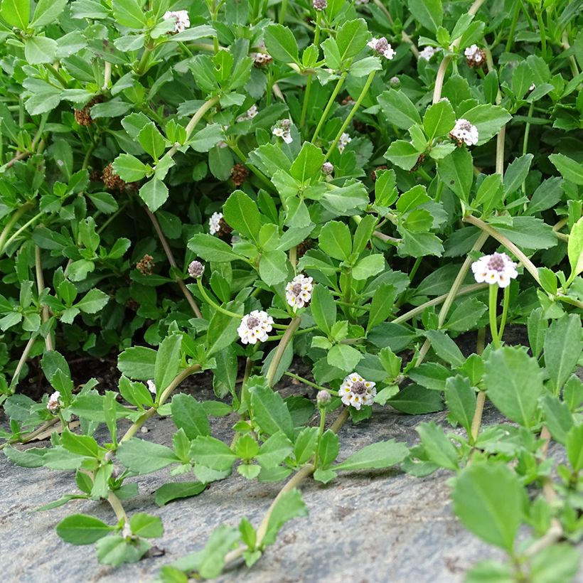 Phyla nodiflora - Teppichverbene (Plant habit)