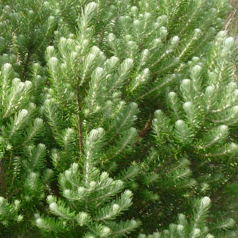 Phylica arborea - Kapmyrte (Foliage)