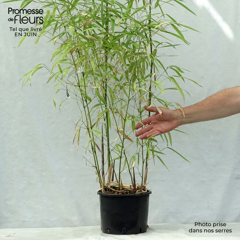 Exemplar von Schwarzer Knospenbambus Green Perfume - Phyllostachys atrovaginata Topf mit 4L/5L wie im Sommer geliefert