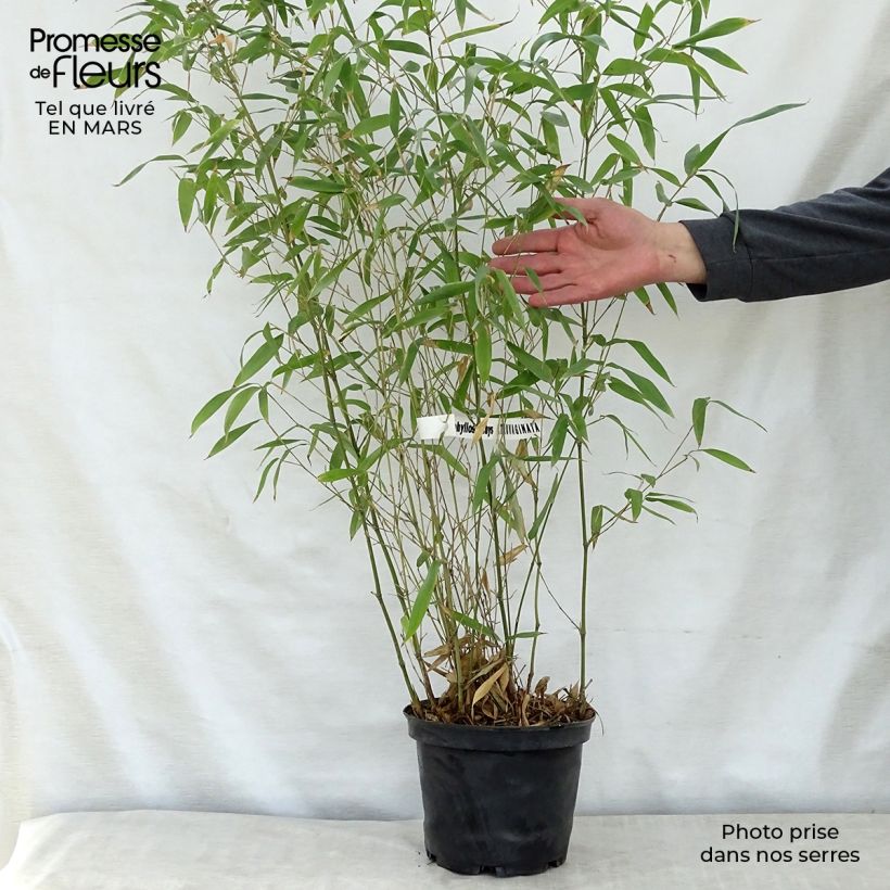 Exemplar von Schwarzer Knospenbambus Green Perfume - Phyllostachys atrovaginata Topf mit 4L/5L wie im Frühjahr geliefert