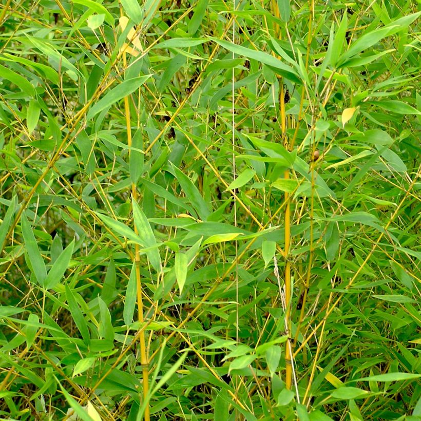 Goldrohr Bambus - Phyllostachys aurea (Foliage)