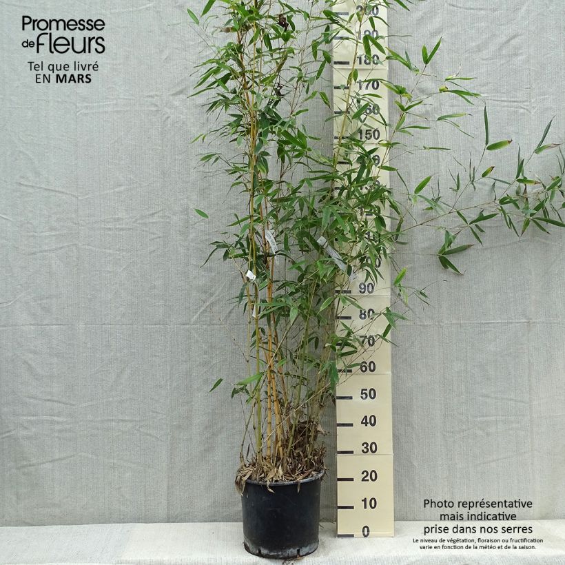 Example of Goldrohr Bambus Holochrysa - Phyllostachys aurea Topf mit 12L/15L as you get in printemps