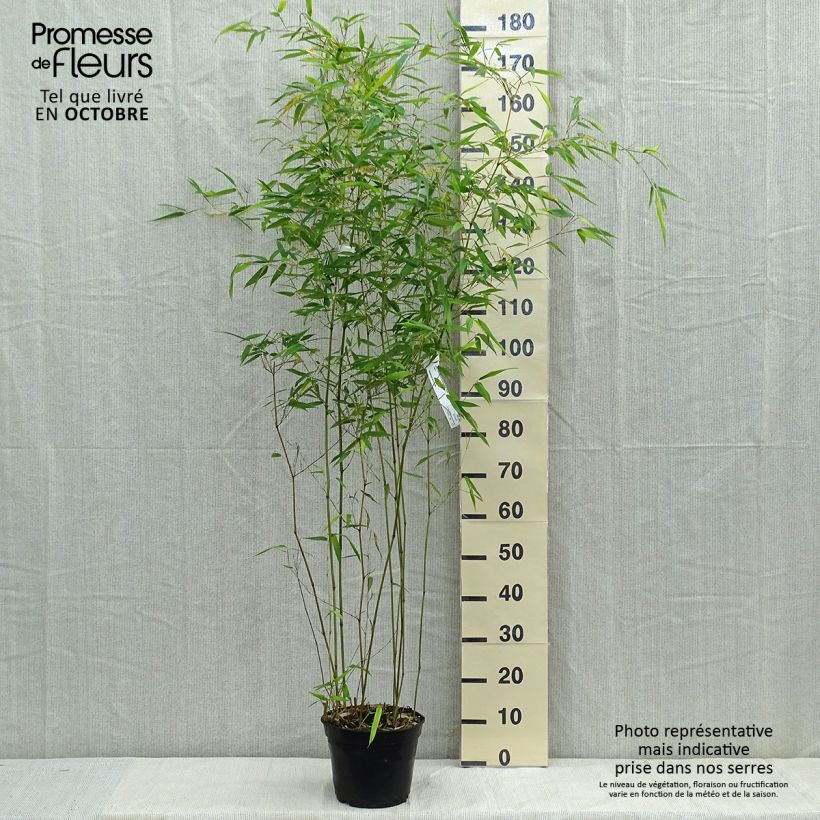 Exemplar von Rauher Gelbrinnen-Bambus Alata - Phyllostachys aureosulcata Topf mit 4L/5L wie im Herbst geliefert