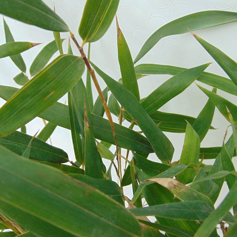 Rauher Gelbrinnen-Bambus Spectabilis - Phyllostachys aureosulcata (Foliage)