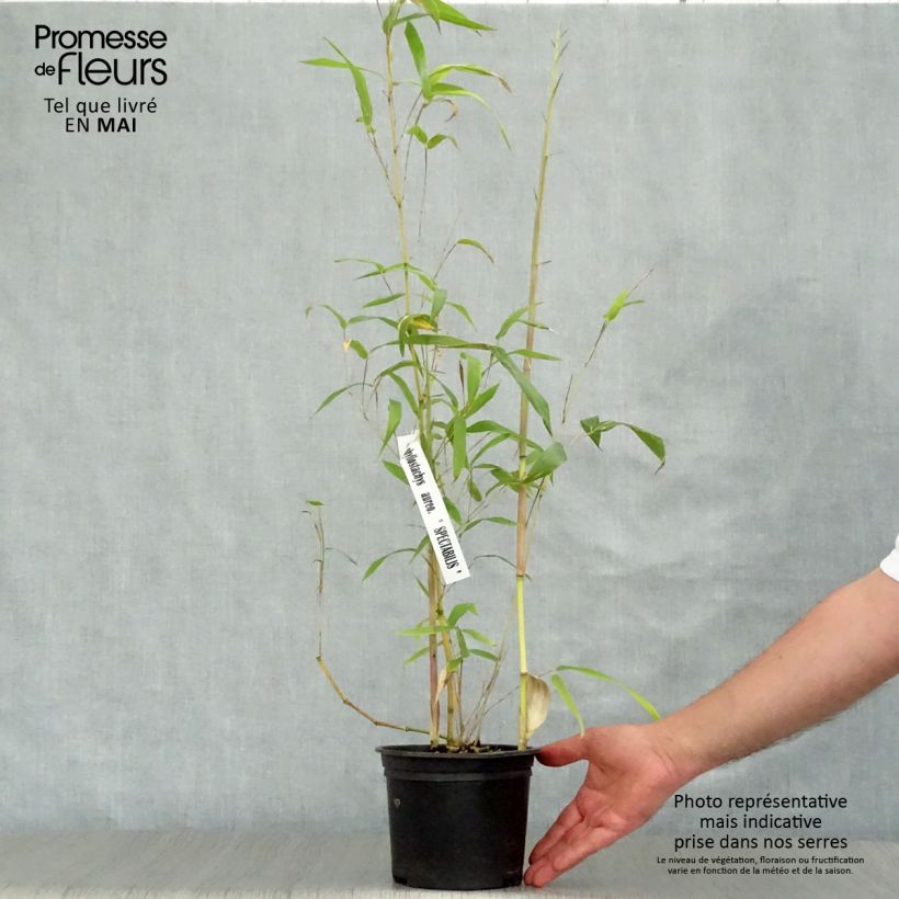 Example of Rauher Gelbrinnen-Bambus Spectabilis - Phyllostachys aureosulcata Topf mit 2L/3L as you get in printemps