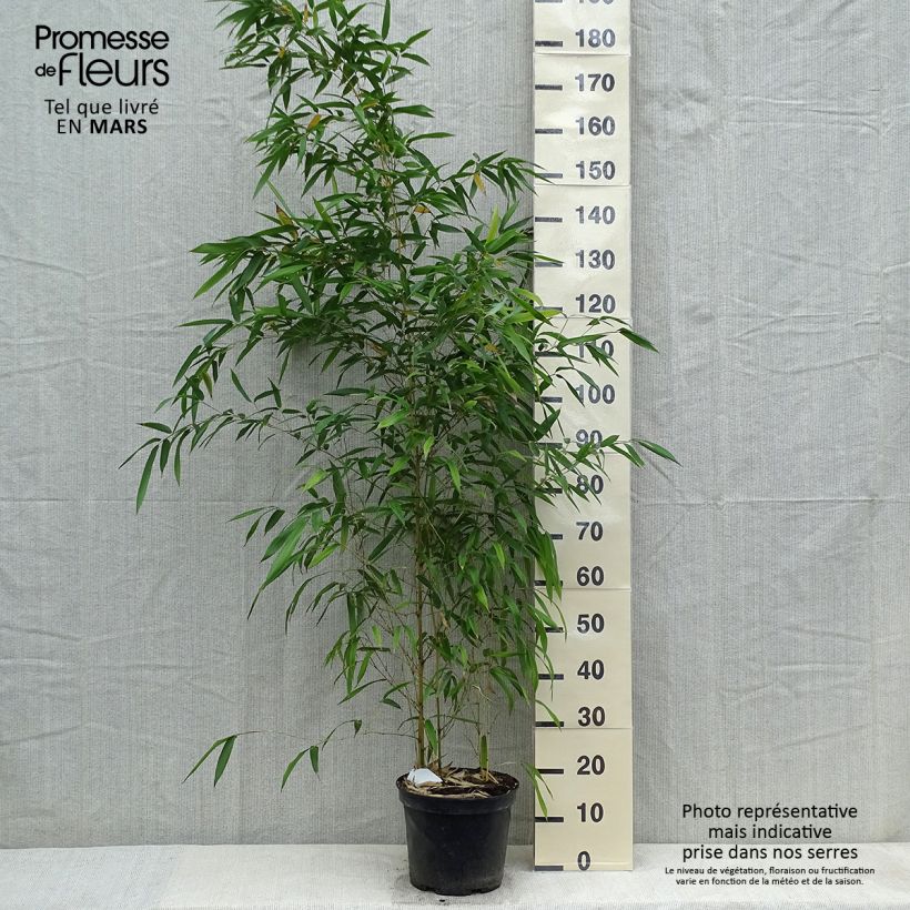 Example of Rauher Gelbrinnen-Bambus Spectabilis - Phyllostachys aureosulcata Topf mit 4L/5L as you get in printemps
