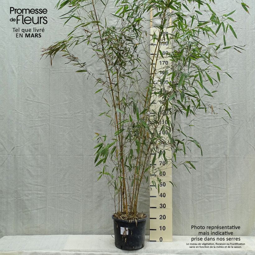Example of Rauher Gelbrinnen-Bambus Spectabilis - Phyllostachys aureosulcata Topf mit 7,5L/10L as you get in printemps