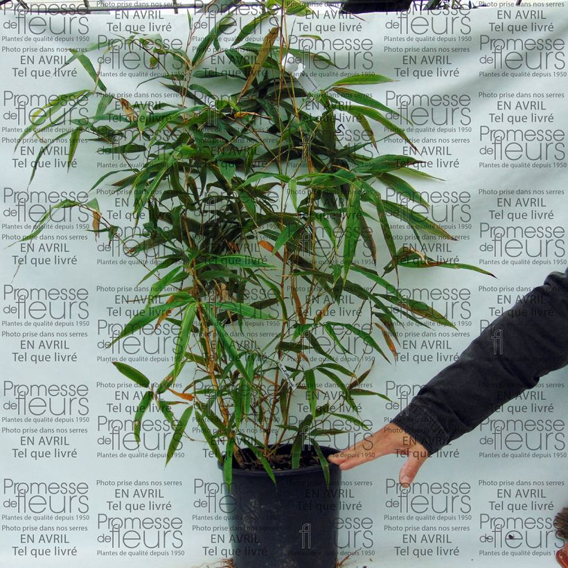 Example of Holzbambus Castillonis - Phyllostachys bambusoides Topf mit 4L/5L as you get