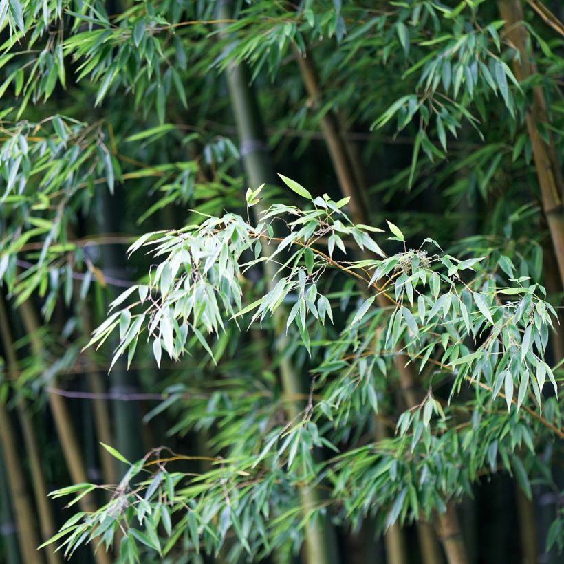 Moso-Bambus - Phyllostachys edulis (Foliage)
