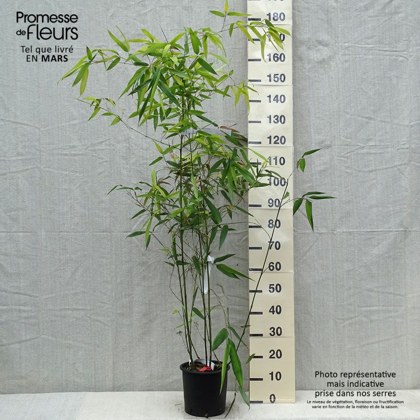 Example of Blauer Bambus - Phyllostachys glauca Topf mit 4L/5L as you get in printemps