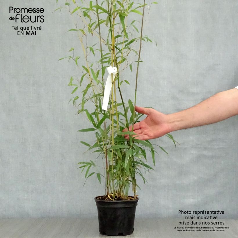 Exemplar von Bronzebambus - Phyllostachys humilis Topf mit 2L/3L wie im Frühjahr geliefert