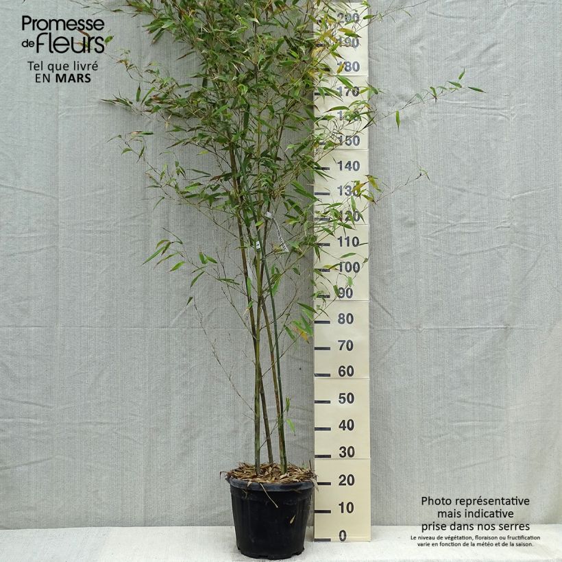 Example of Tigerfleckenbambus Boryana - Phyllostachys nigra Topf mit 12L/15L as you get in printemps