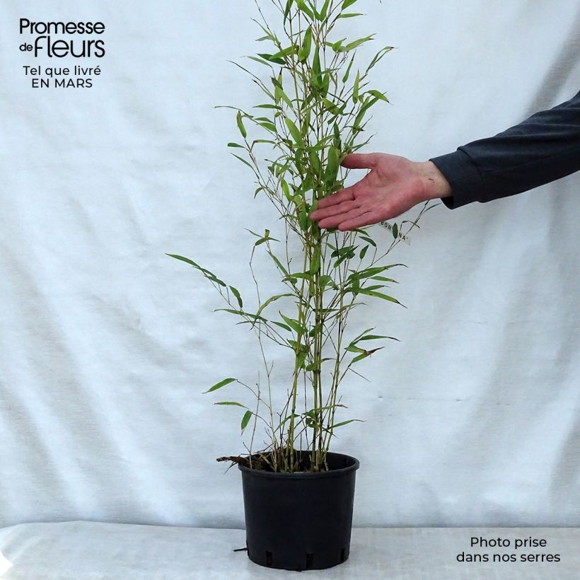 Example of Tigerfleckenbambus Boryana - Phyllostachys nigra Topf mit 4L/5L as you get in printemps