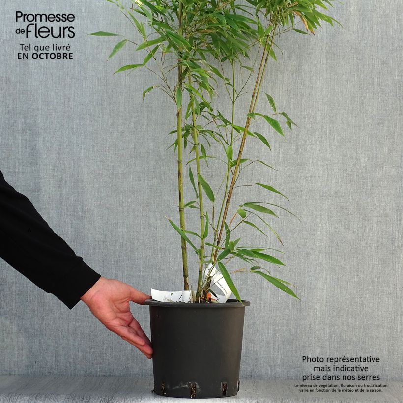 Exemplar von Tigerfleckenbambus Boryana - Phyllostachys nigra Topf mit 4L/5L wie im Herbst geliefert