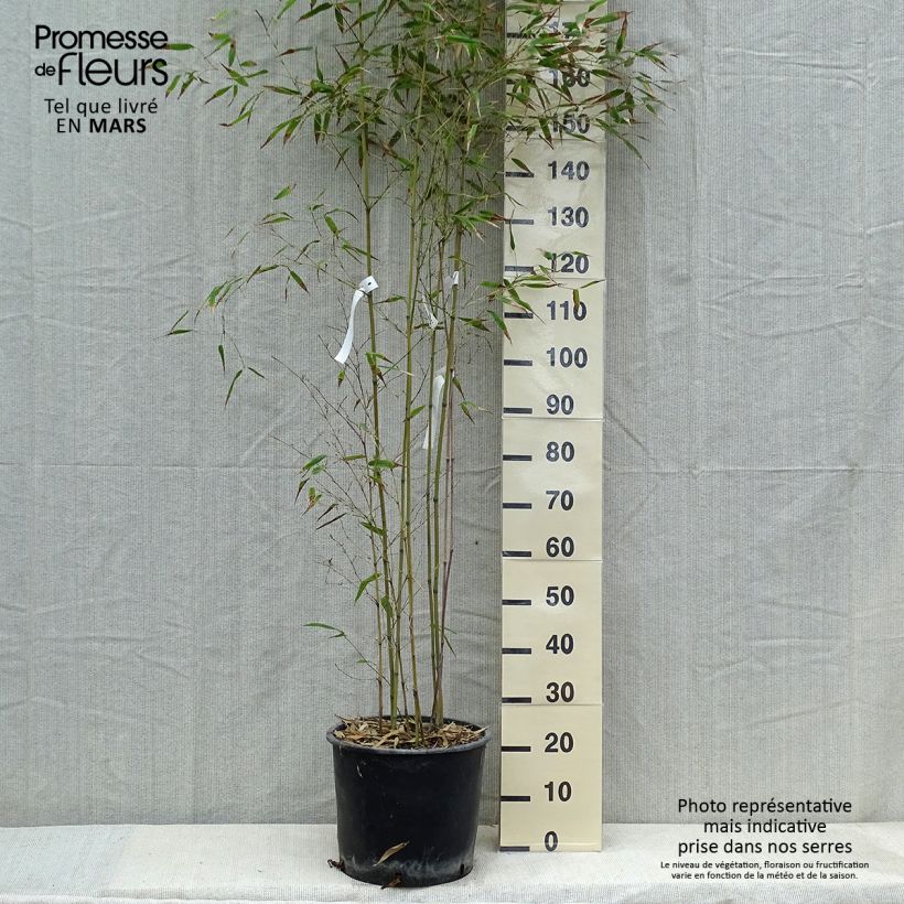 Example of Schwarzer Bambus Henonis - Phyllostachys nigra Topf mit 12L/15L as you get in printemps