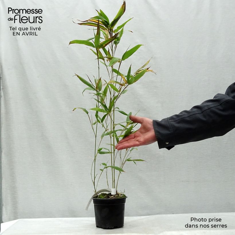 Example of Schwarzer Bambus Henonis - Phyllostachys nigra Topf mit 2L/3L as you get in printemps