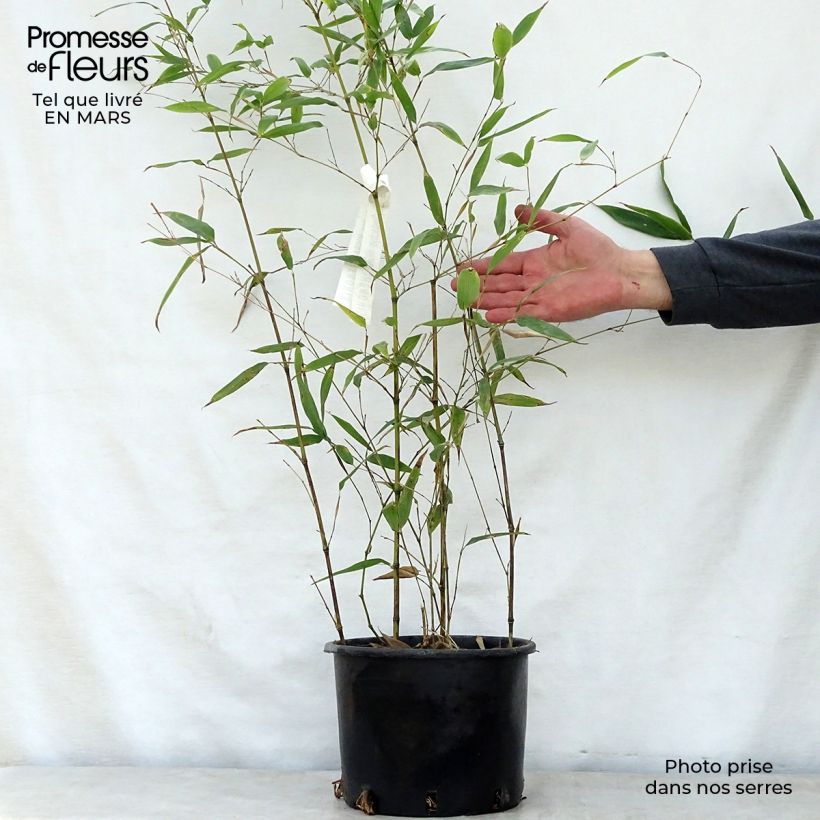 Example of Schwarzer Bambus Henonis - Phyllostachys nigra Topf mit 4L/5L as you get in printemps