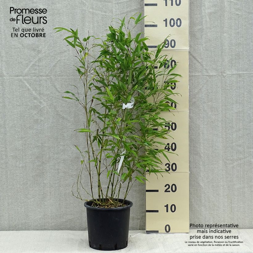 Exemplar von Schwarzer Bambus Henonis - Phyllostachys nigra Topf mit 4L/5L wie im Herbst geliefert