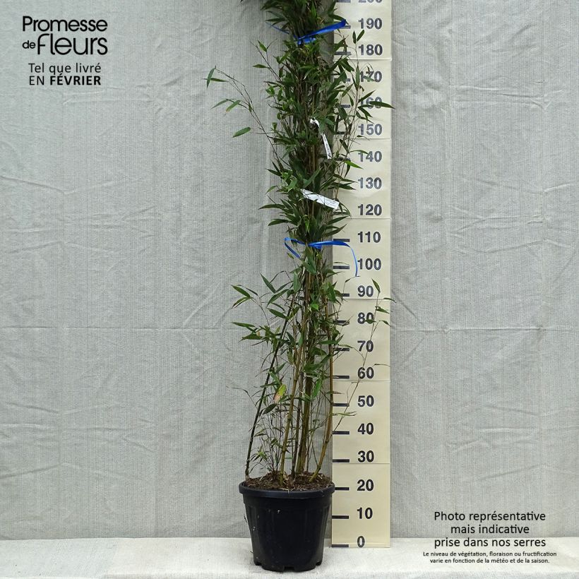 Exemplar von Schwarzer Bambus Megurochiku - Phyllostachys nigra Topf mit 12L/15L wie im Winter geliefert
