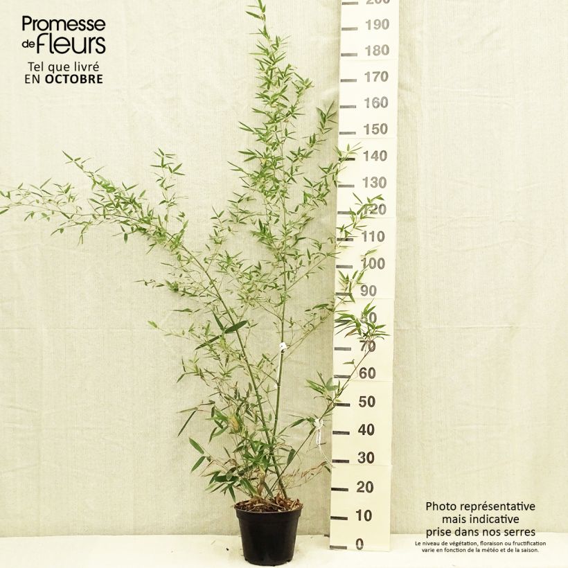 Exemplar von Phyllostachys parvifolia - Bambou géant Pot de 4L/5L wie im Herbst geliefert