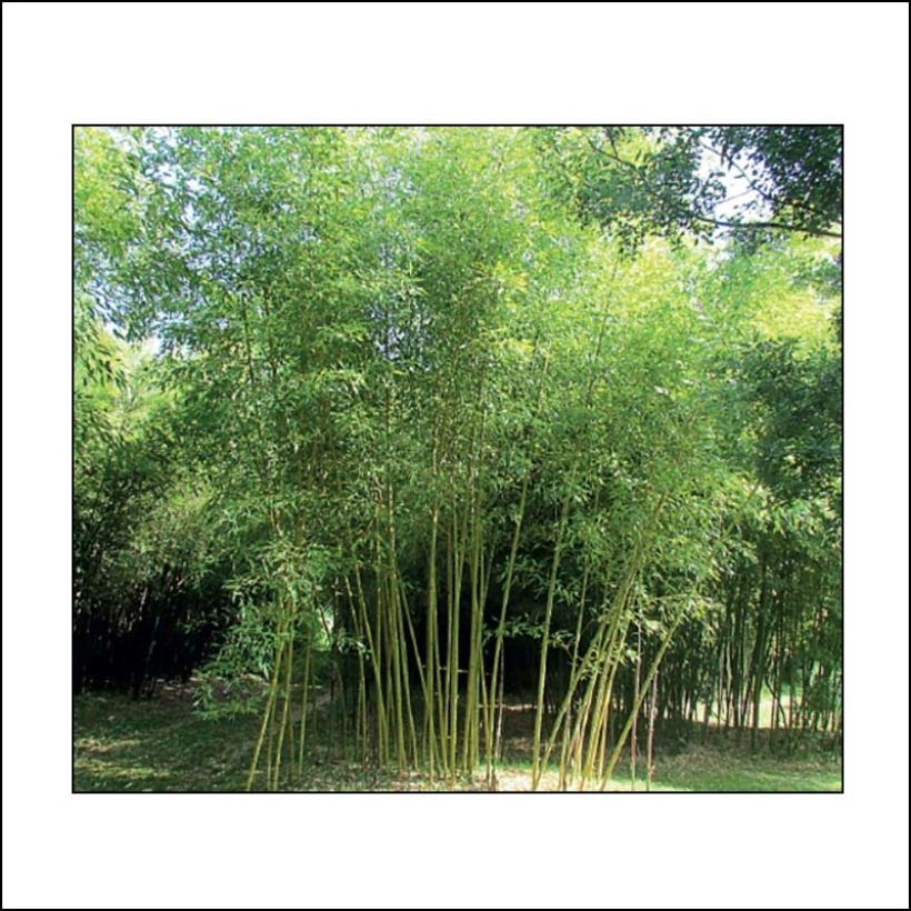 Gelber Furchen Bambus Sulphurea - Phyllostachys viridis (Wuchs)
