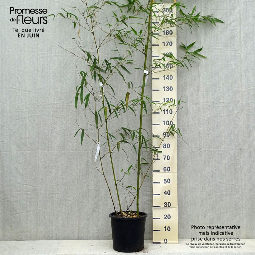Example of Gelber Furchen Bambus Aureocaulis - Phyllostachys vivax Topf mit 4L/5L as you get in printemps
