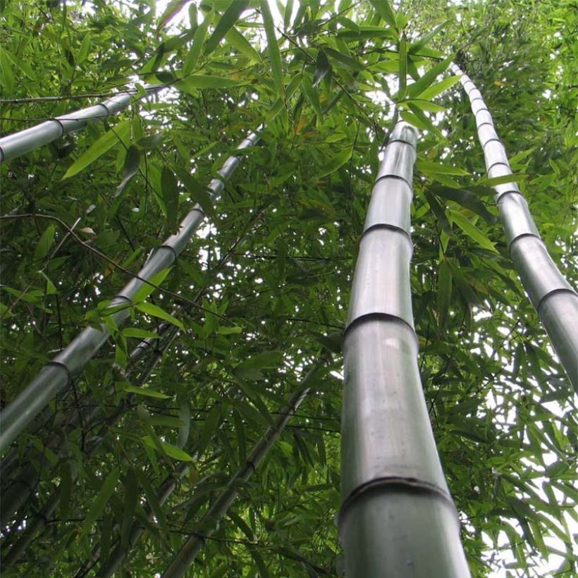 Gelber Furchen Bambus Huangwenzhu - Phyllostachys vivax (Plant habit)