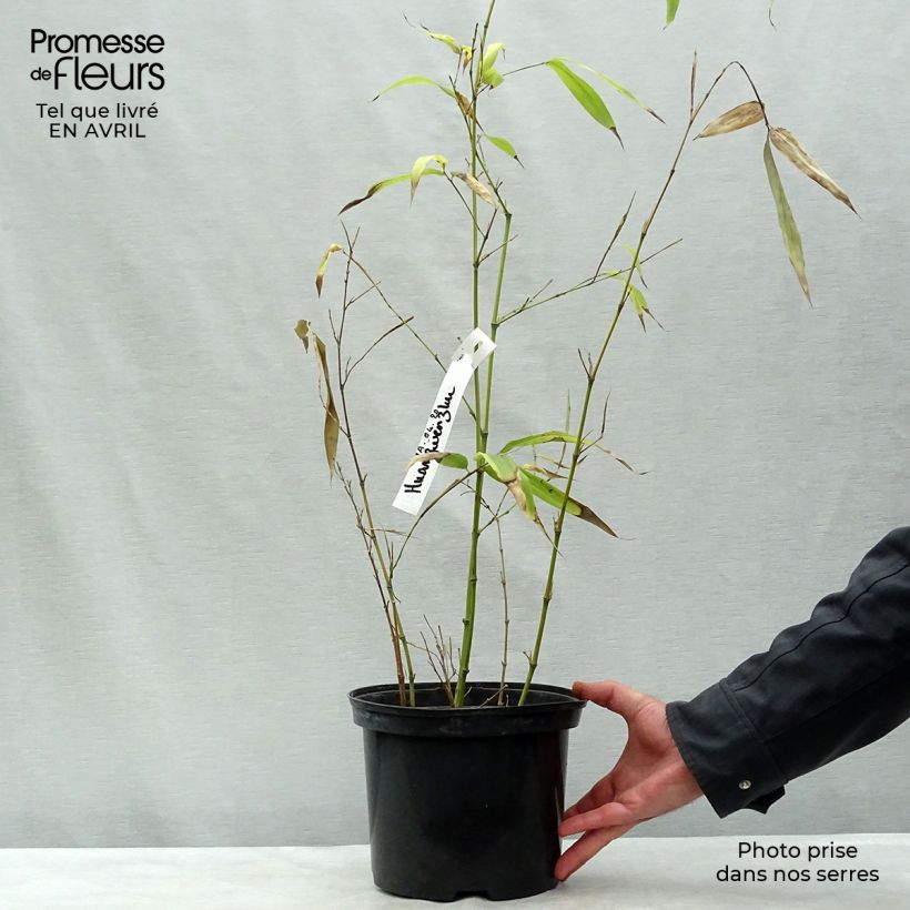 Example of Gelber Furchen Bambus Huangwenzhu - Phyllostachys vivax Topf mit 4L/5L as you get in printemps