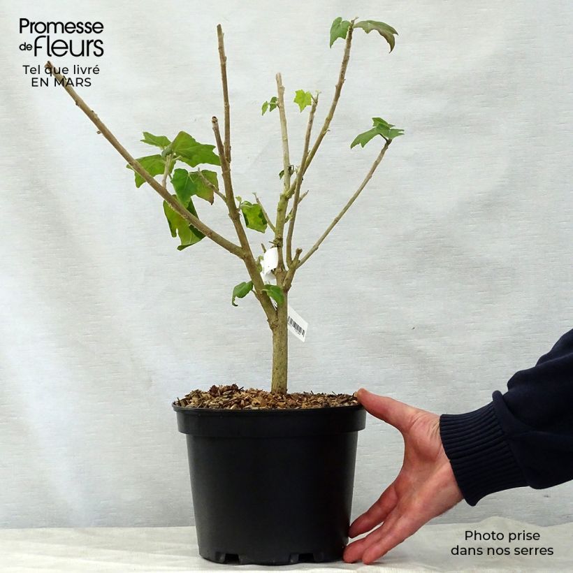 Example of Phymosia umbellata Topf mit 4L/5L as you get in printemps
