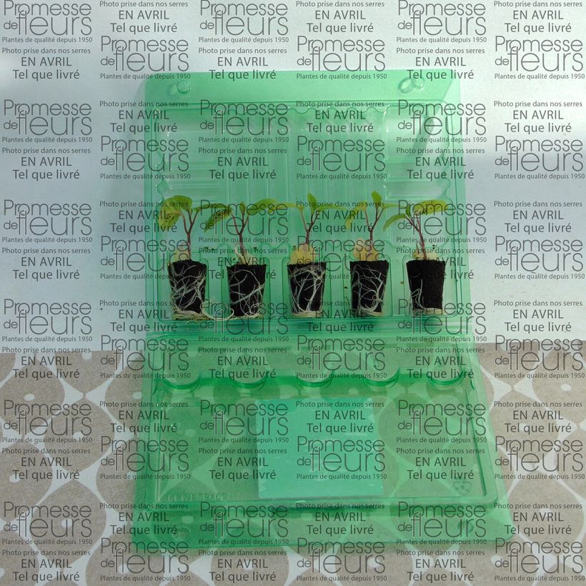 Example of Andenbeere Goldita - Physalis peruviana Mini-Plug Ø 3/4 cm as you get