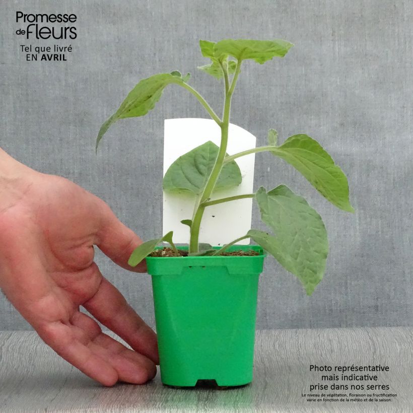Example of Andenbeere Goldita - Physalis peruviana Topf 10 cm/11cm as you get in printemps