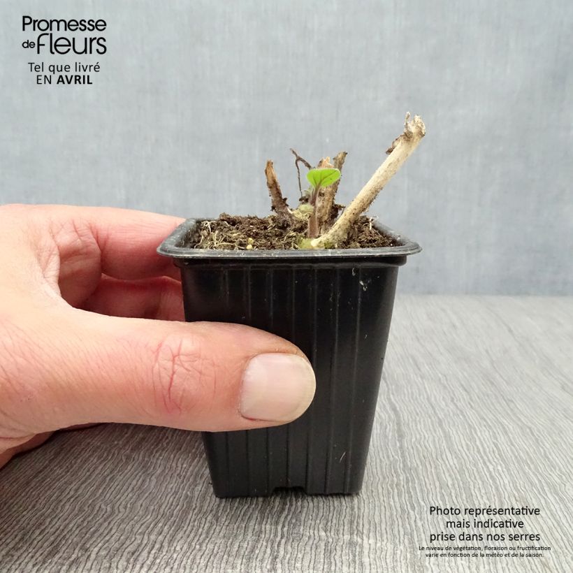 Exemplar von Andenbeere Bio - Physalis peruviana Kleine Töpfe von 7/8 cm wie im Frühjahr geliefert