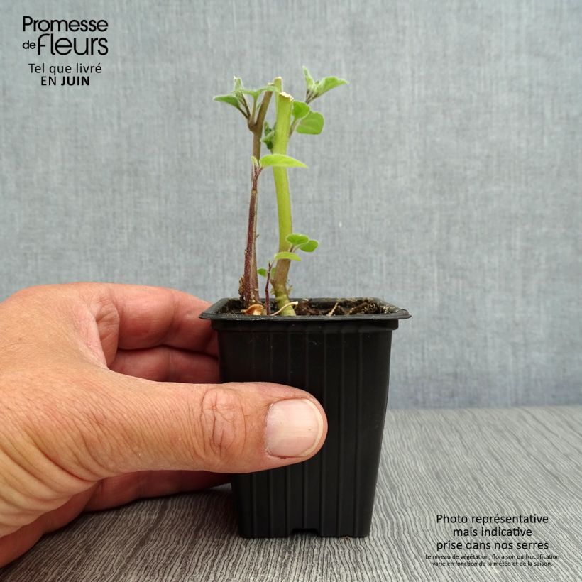 Exemplar von Andenbeere Bio - Physalis peruviana Kleine Töpfe von 7/8 cm wie im Sommer geliefert