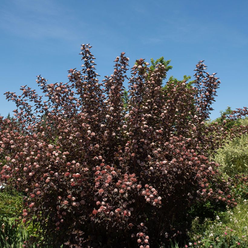 Blasenspiere Diable D'Or - Physocarpus (Wuchs)