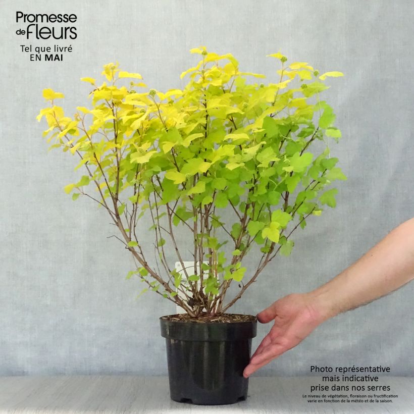 Example of Gelbe Blasenspiere Dart's Gold - Physocarpus Topf mit 3L/4L as you get in printemps