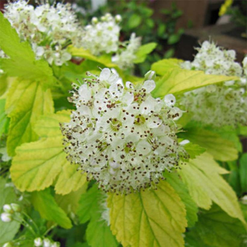 Gelbe Blasenspiere Dart's Gold - Physocarpus (Flowering)