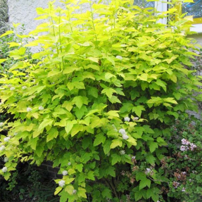 Gelbe Blasenspiere Dart's Gold - Physocarpus (Plant habit)