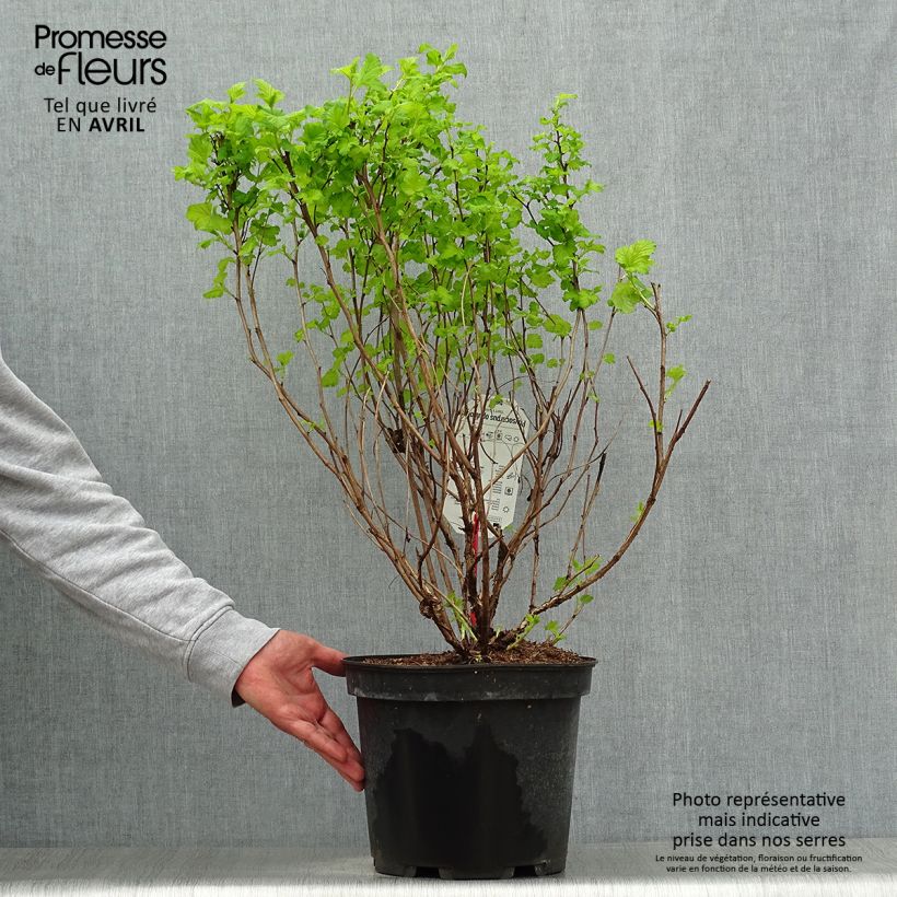Example of Gelbe Blasenspiere Dart's Gold - Physocarpus Topf mit 6L/7L as you get in printemps